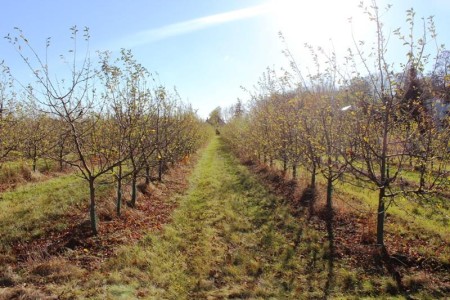 nieruchomość gruntowa ok 16 ha w Kokaninie -  Kolonia Kokanin  -
Zdjęcie nr 14