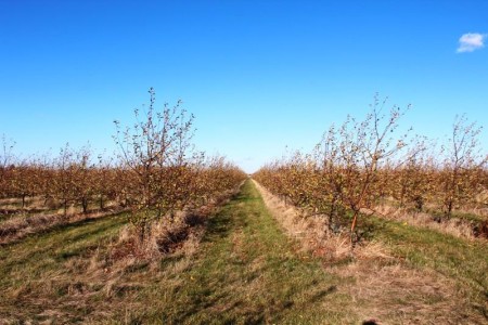 nieruchomość gruntowa ok 16 ha w Kokaninie -  Kolonia Kokanin  -
Zdjęcie nr 15