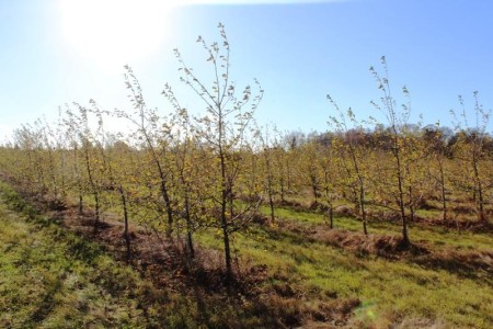 nieruchomość gruntowa ok 16 ha w Kokaninie -  Kolonia Kokanin  -
Zdjęcie nr 17