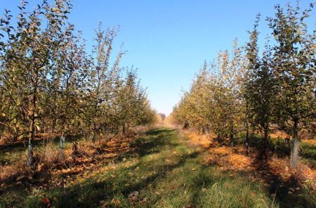 nieruchomość gruntowa ok 16 ha w Kokaninie -  Kolonia Kokanin  -
Zdjęcie nr 18