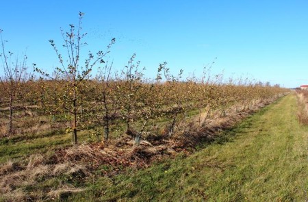 nieruchomość gruntowa ok 16 ha w Kokaninie -  Kolonia Kokanin  -
Zdjęcie nr 3